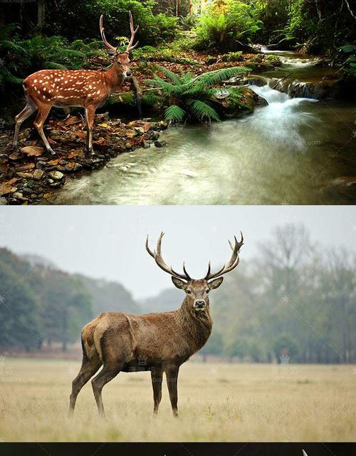 超大超高清图片梅花鹿驼鹿马鹿驯鹿麋鹿自然野生动物平面设计素材