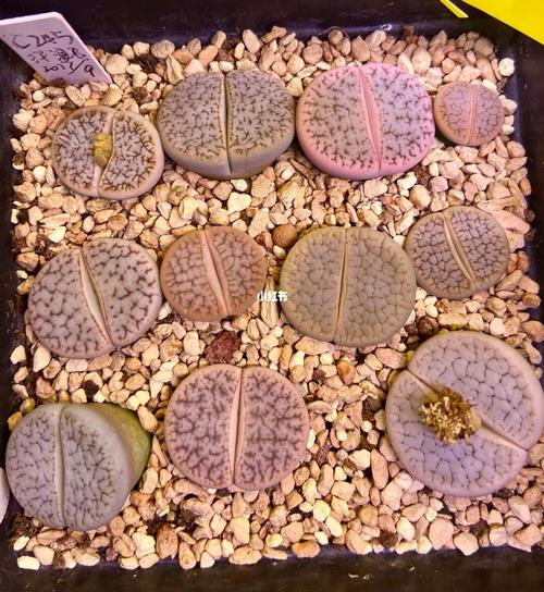 溜溜生石花_生石花_生石花肉锥_家居家装_家居装饰
