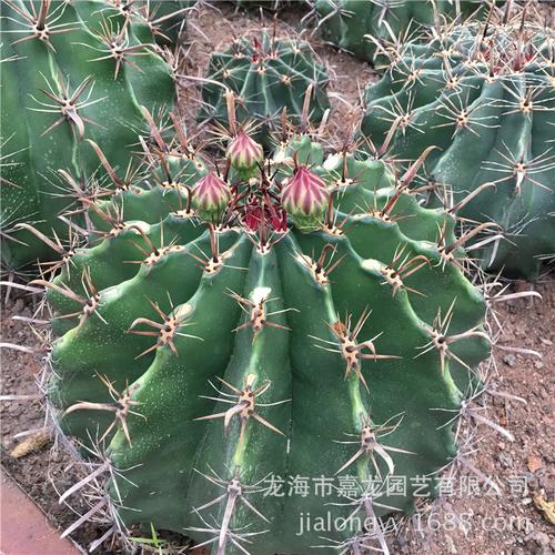 仙人球俗称草球 巨鹫玉植物 雎鸠玉 园林景观植物