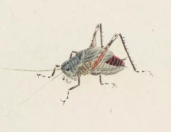 为万虫写照——齐白石工笔草虫(二)