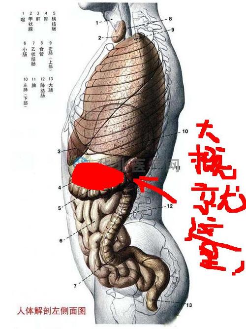 从身体左侧肋骨下方三厘米处隐痛,特别是用手按压或者