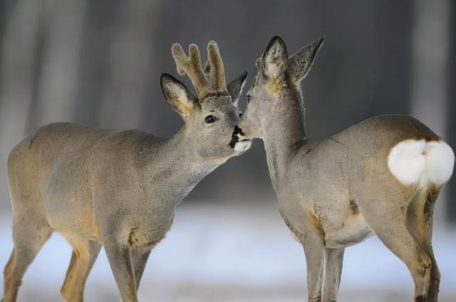 北方地区的食草动物,特别是我国东北地区,在过去,狍子曾经分布非常广