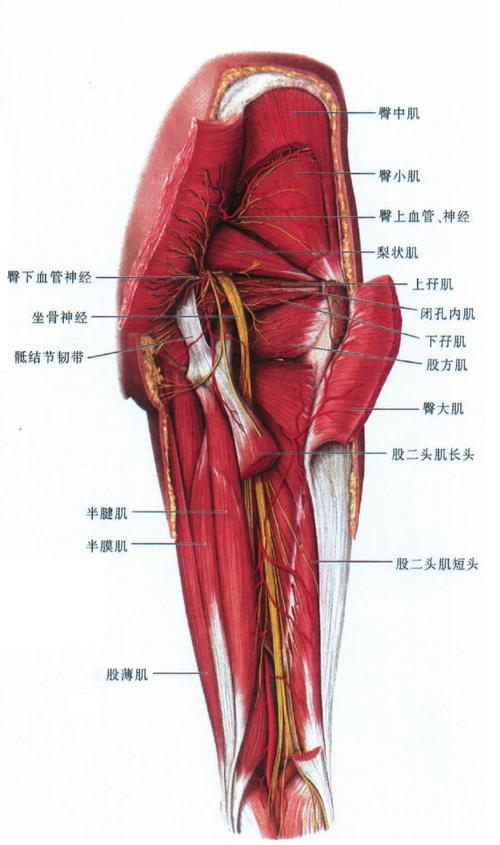 (图) 髋肌,大腿肌(后面观)