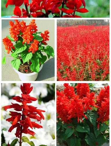 供应花草种子鼠尾草 一串红批发 地被植物 净化空气 量大价.