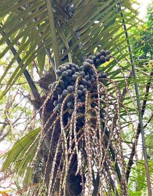 砂糖椰子