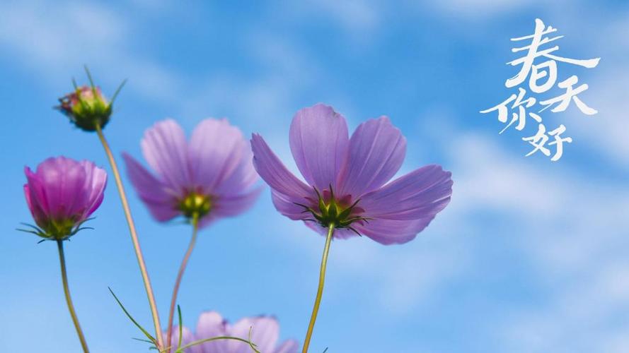 你好春天小清新淡雅风光