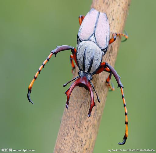 昆虫图片