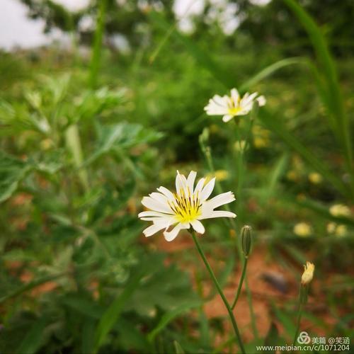 苦菜花开遍地黄