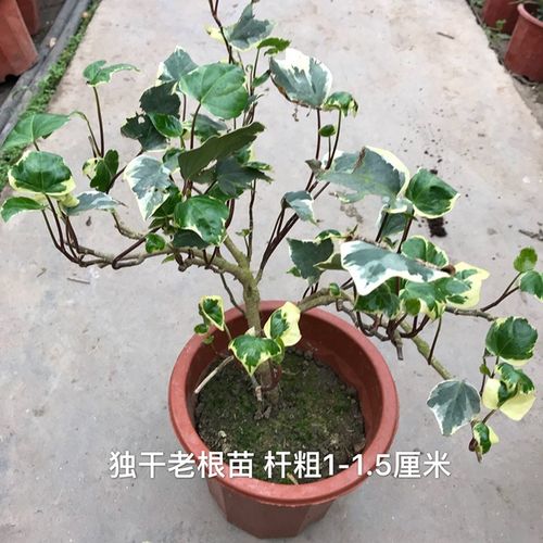 大叶金边花叶常春藤大型绿植盆栽庭院观叶植物四季常青 同城配送