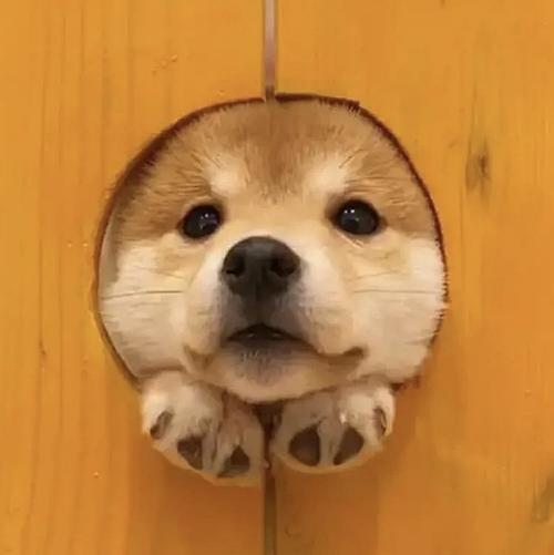 想要这种可爱狗狗的头像