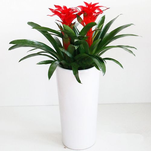 凤梨花鸿运当头观花室内植物办公室盆栽净化空气绿植盆景重庆花卉