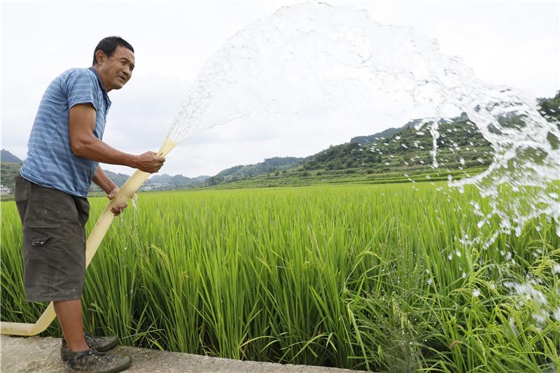 锦星镇木渣黑社区水稻种植户董定海在给水稻浇水