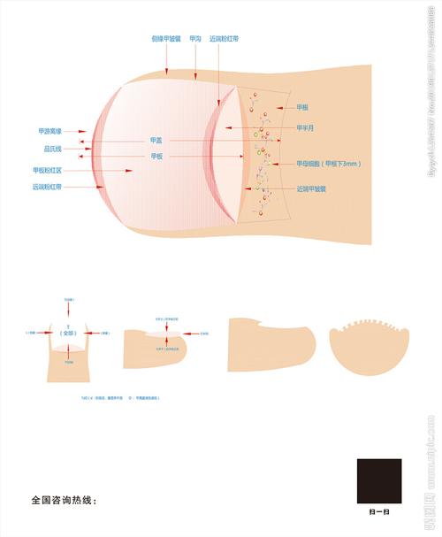 指甲解剖图图片