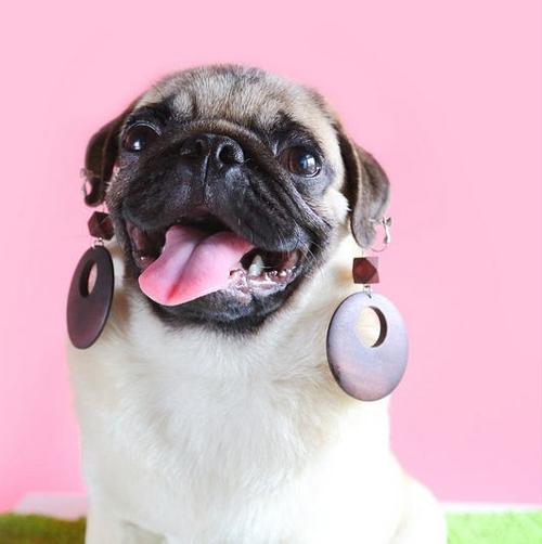 巴哥犬又称八哥犬,哈巴犬.