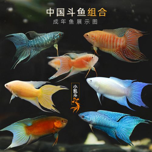 景观冷水中国斗鱼家养耐活观赏鱼观赏蓝蛇白化好养一对改良小斗鱼