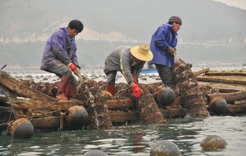 开春了 广东南澳岛渔民忙着投放养殖扇贝苗种