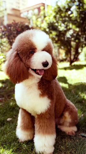 深圳家养双血统带证书红白花巨贵