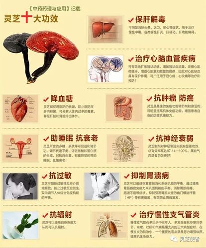 什么是灵芝菌丝体,子实体,灵芝孢子粉?灵芝使者 今天