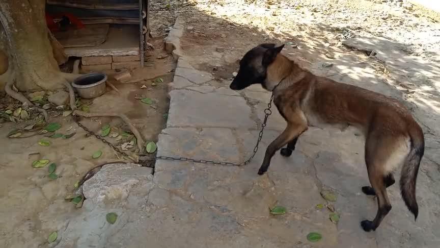 马犬发情,找到种公配狗后,又被土狗偷配,会怎么样?