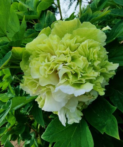 谷雨后,黄,绿牡丹绽放,晚开亦倾城