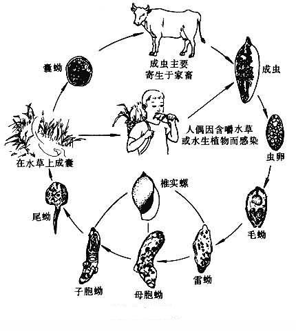 肝片吸虫的生活史