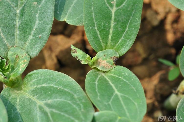 嫁接西瓜苗期病害——请大家鉴定