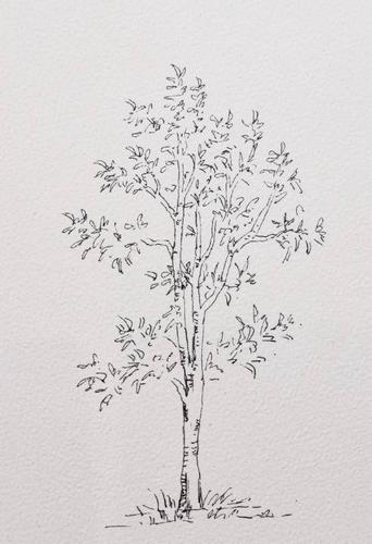 钢笔线稿手绘,不同的树的画法,拿去学习吧