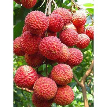 新鲜荔枝 当季的高州白糖罂孕妇水果 2500g