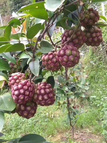 [黑老虎批发]黑老虎 布福娜,也叫长寿果价格5元/株