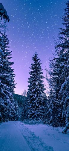 唯美下雪天壁纸图片