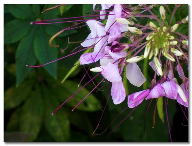 凤尾花的花语-娟蝶鲜花蛋糕网