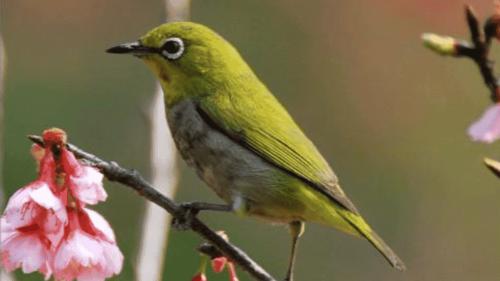 母绣眼鸟引公鸟叫声