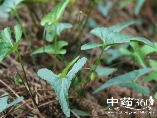瘩背草(《南京民间药草》),三角草,犁头尖,烙铁草(《江西民间草药》)