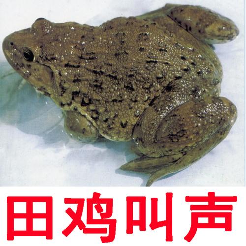 田鸡叫声 青蛙叫声 牛蛙叫声 石蚧叫声 mp3欣赏 mp3格式