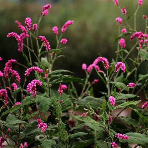 批发供应种子 水红花种子 当年新采 质量保证
