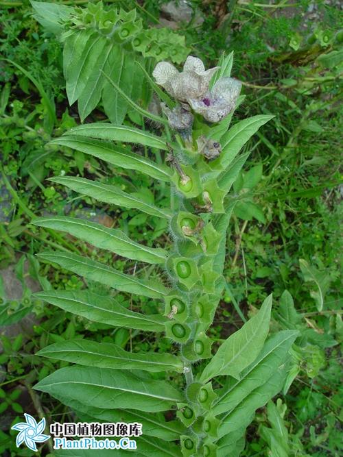 茛菪花是什么样的花