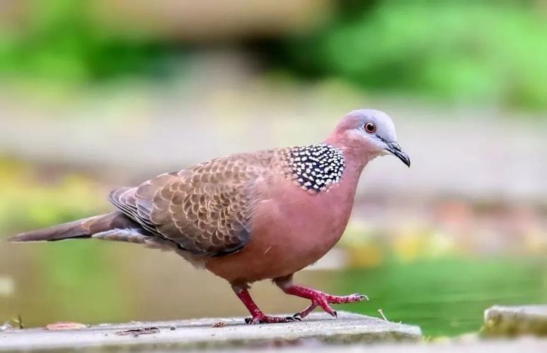 与斑鸠为邻,他看到了相爱,孕育以及雏鸟被挤出巢的全过程