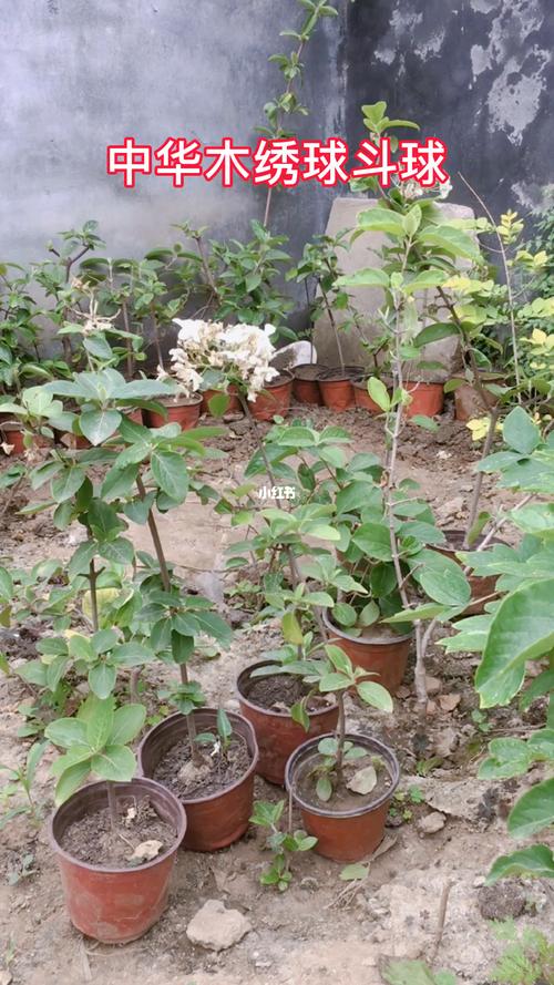 中华木绣球斗球最晚的花_中华木绣球_家居家装_家居
