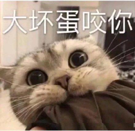 大坏蛋咬你(猫咪表情包)_猫咪_大坏蛋表情