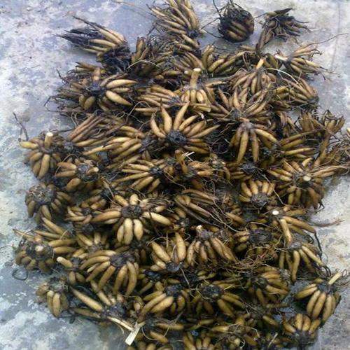 芹叶牡丹花毛茛种球花毛茛球根重瓣多色可选 批发种子 花毛茛种子