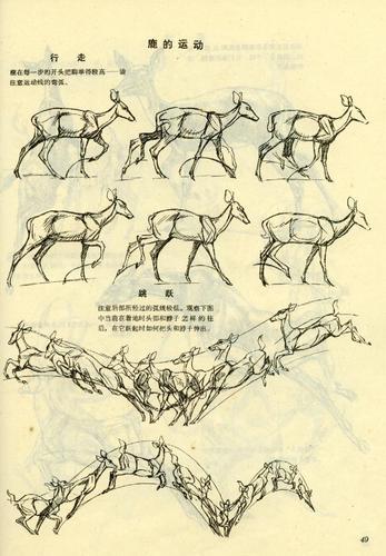 绘画参考学习#鹿科动物