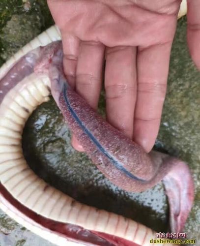 图说养蛇蛇内脏大量白色颗粒状异物解剖诊断图