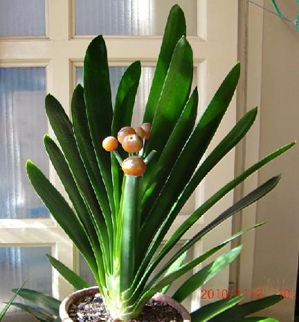 君子兰的主要品种介绍