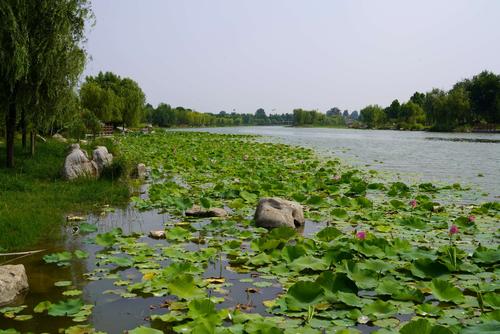 齐河大清河风景区