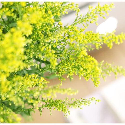 一扎包邮速递批发 云南昆明基地直发鲜花花束 黄莺草配草配花