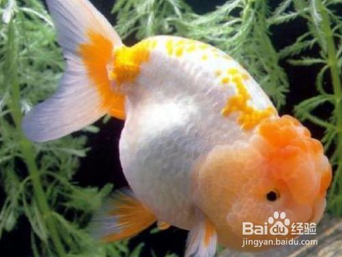 兰寿怎么分公母图解?