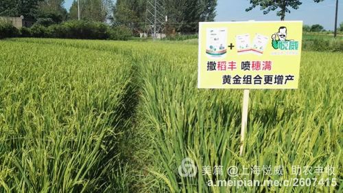 其它 【明光市稻丰田间效果回访】 地址:明光市桥头镇南朱村 种植户