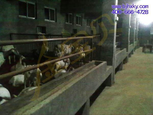 发酵床养羊的结构及好处