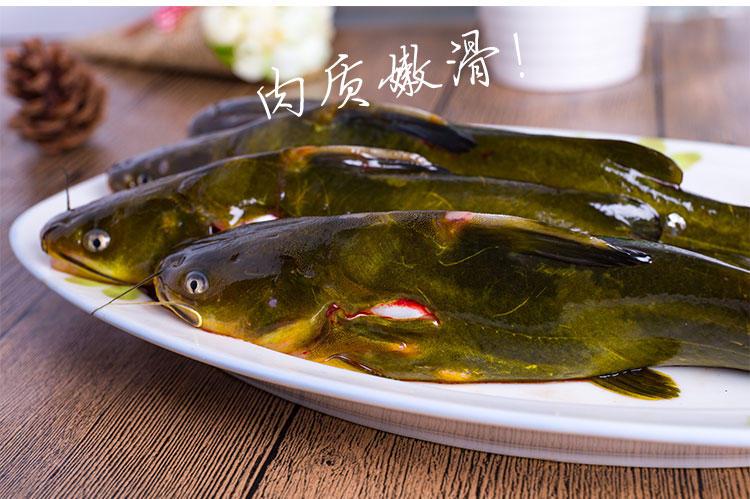 黄颡鱼嘎鱼黄辣丁昂刺鱼野生活鱼淡水黄骨鱼东江湖水源鱼500g