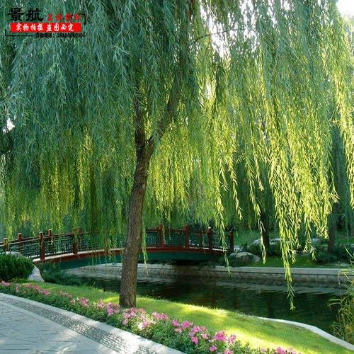 垂柳柳树苗垂杨柳树苗垂柳苗垂柳树苗柳树小苗绿化行道风景树苗